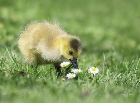 Daisies for Lunch