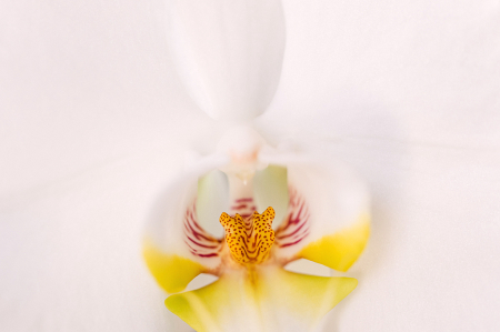 Orchid heart