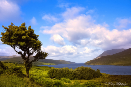Lone Tree