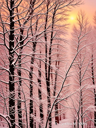 Snowy Day in the Northwest 