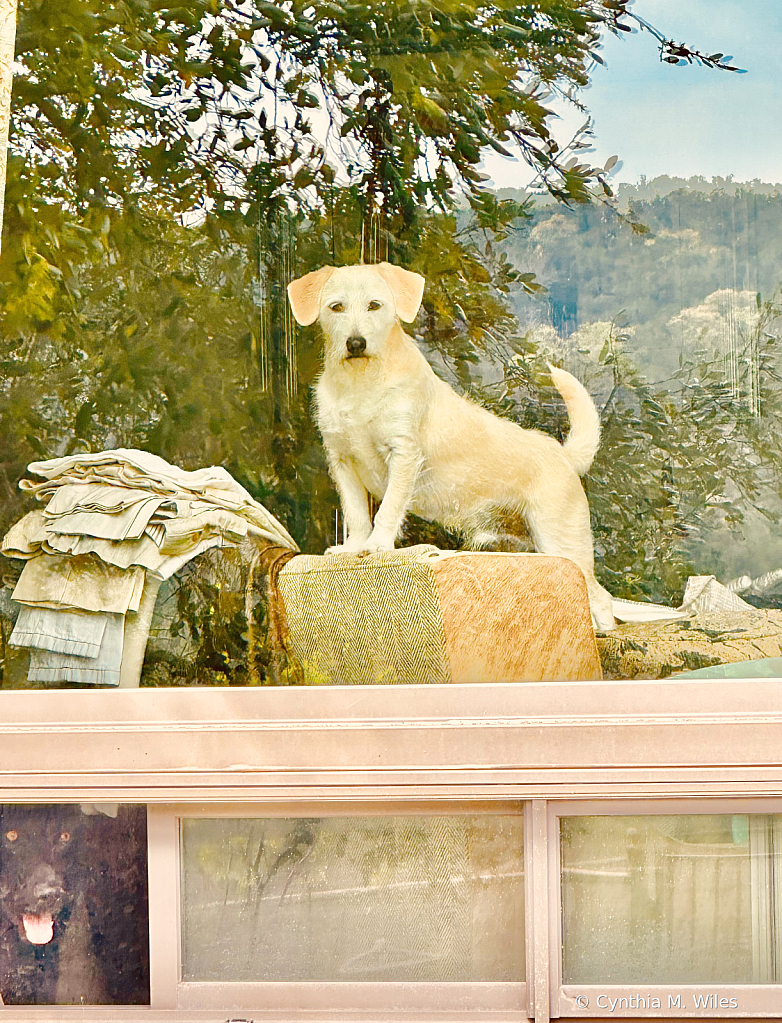 2 Dogs inside, looking Outside to Me 