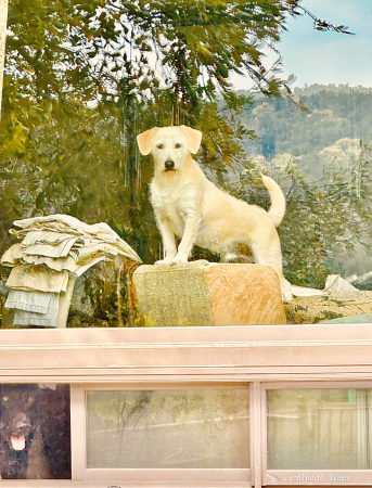 2 Dogs inside, looking Outside to Me 