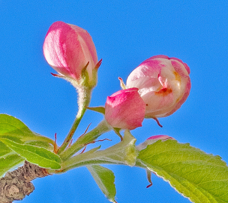 Buds.