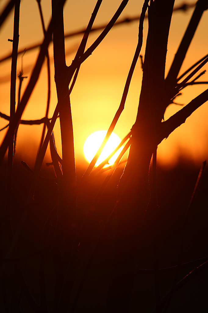 Soft golden Touch 