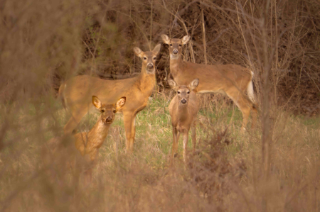 Four Deer in the Clearing