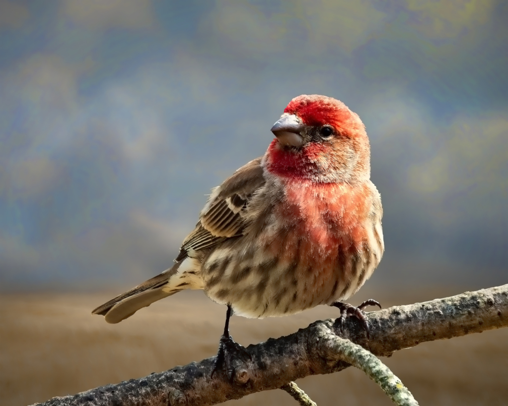 Male House Finch