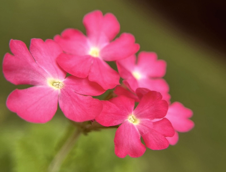 Pretty Pink