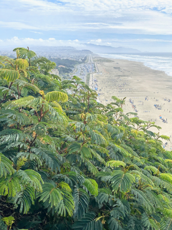 Ocean Beach