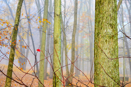 Foggy
