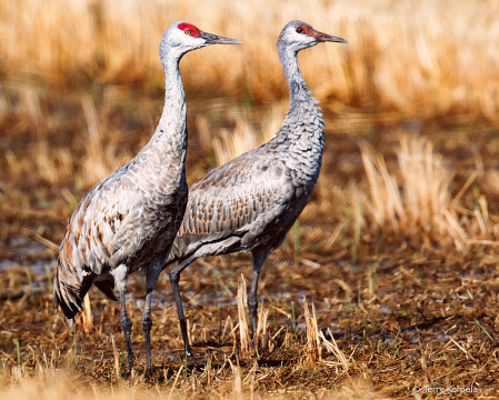 Sandhilll Cranes