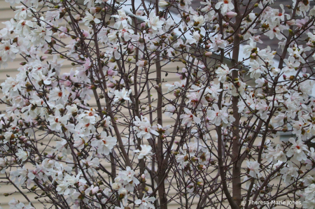 Magnolias