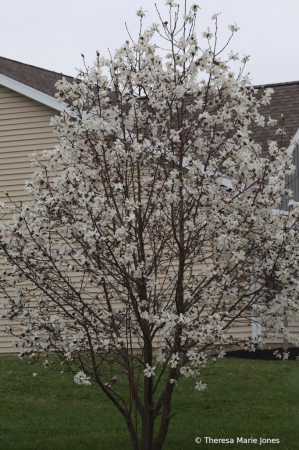 Magnolia Tree