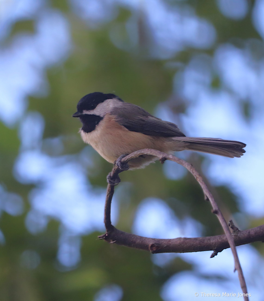 Chicadee
