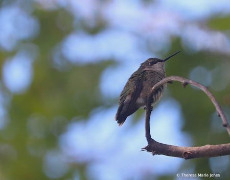 Hummingbird