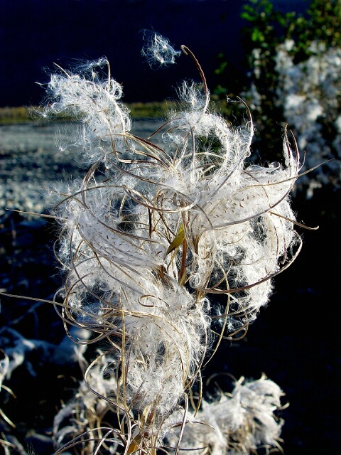 Fireweed Seed