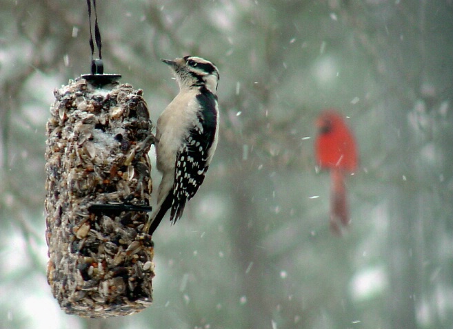 Hairy Woodpecker