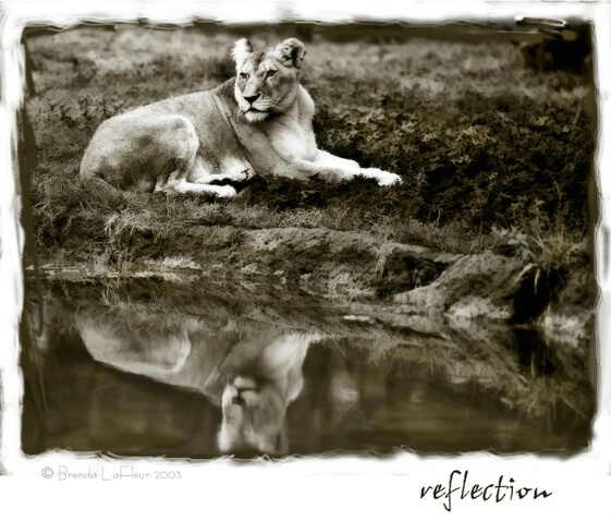 Reflection