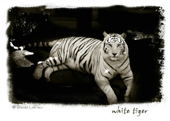 White Tiger