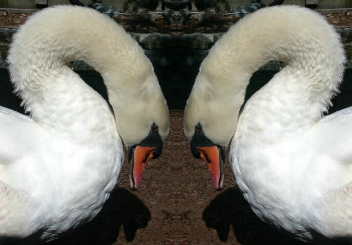 Mirrored Swans