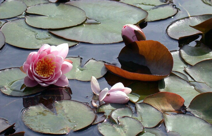Water Lilies 10