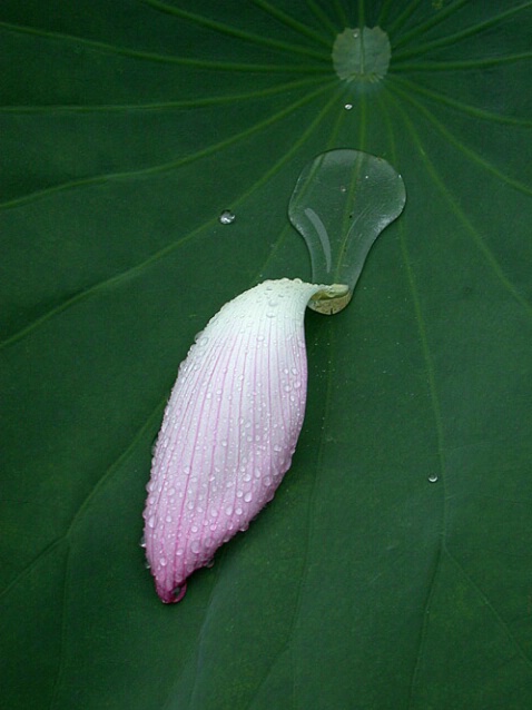 Lily Petal On Leaf