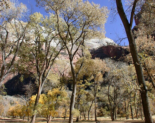 Late Autumn In Zion