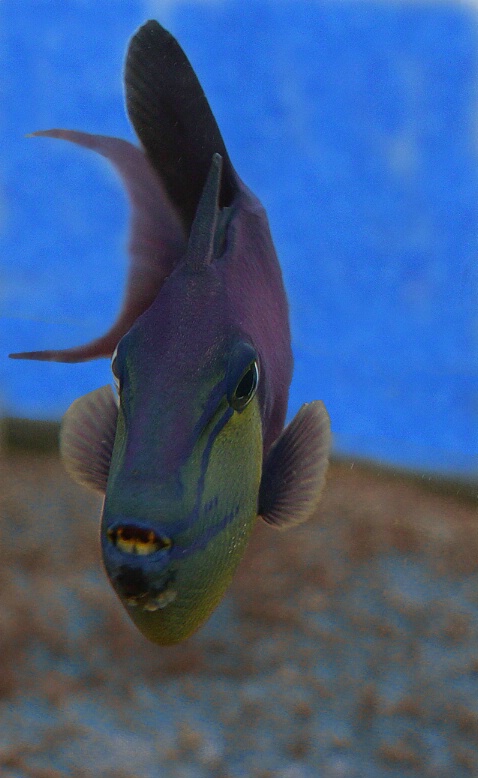 Black Trigger Fish