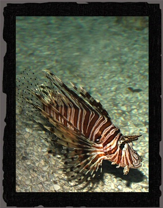 Lion Fish