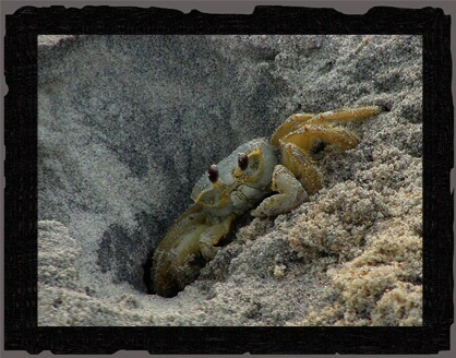 Ghost Crab