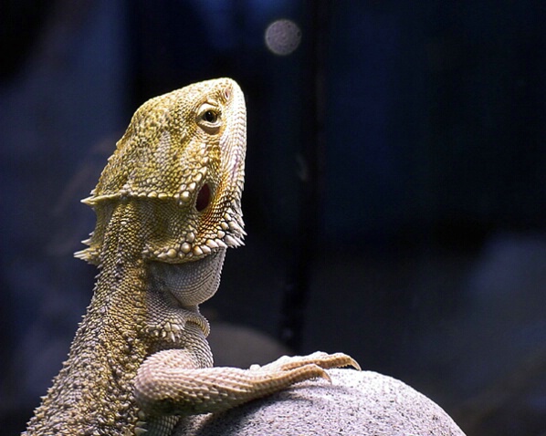 Bearded Dragon