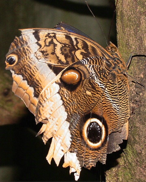 Owl Butterfly