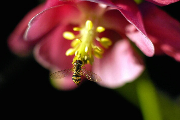 The World According to Hoverflies(w)