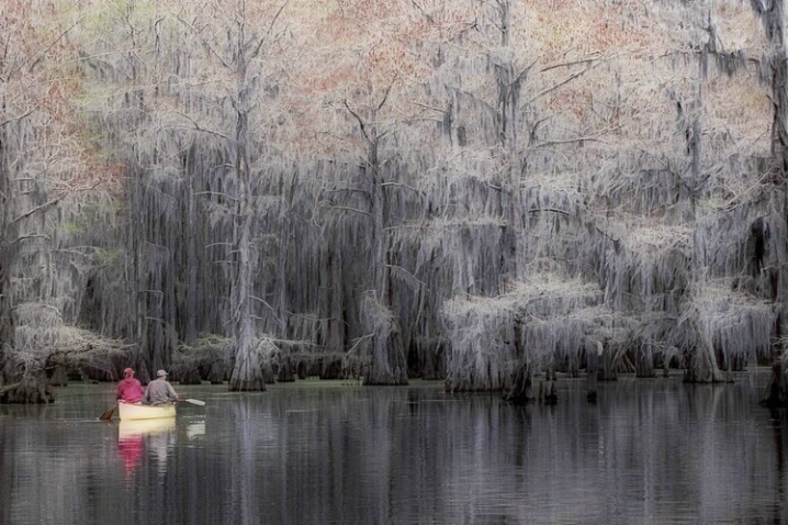 Canoeing on Caddo Lake