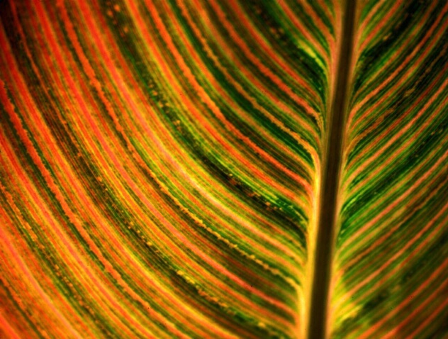 Striated Leaf