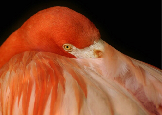 Another Flamingo