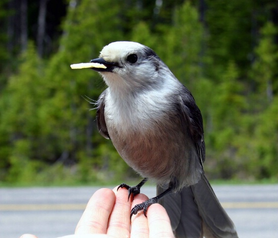 A bird in the hand.