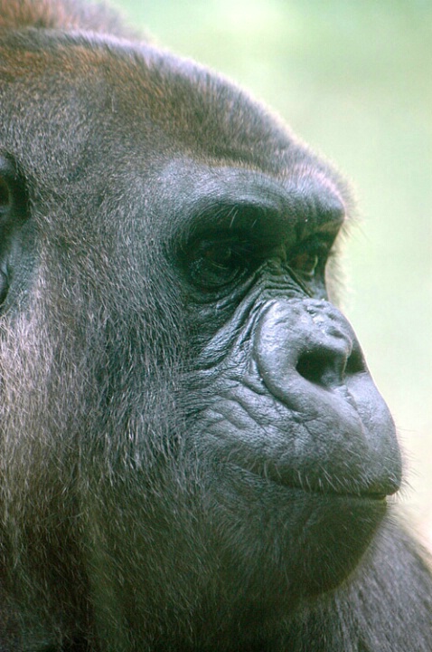 Portrait Of a Gorilla