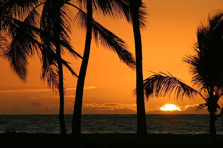 Palm Framed Sunset