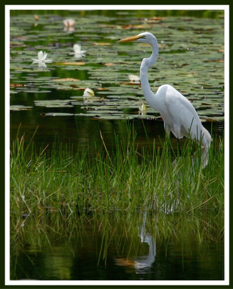 Great White Egret in lilly pond