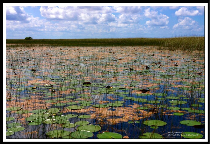 Copper Fields... a.k.a. Everglades