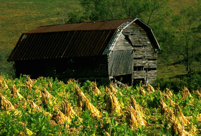 Ol barn awaiting tobacco