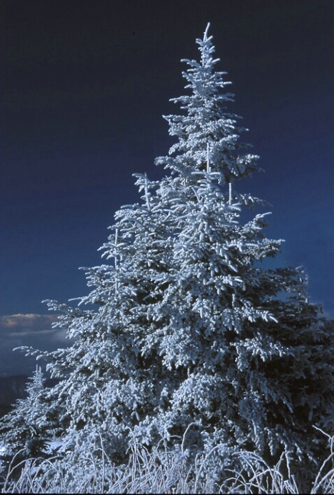Christmas tree, Mt Mitchell, NC