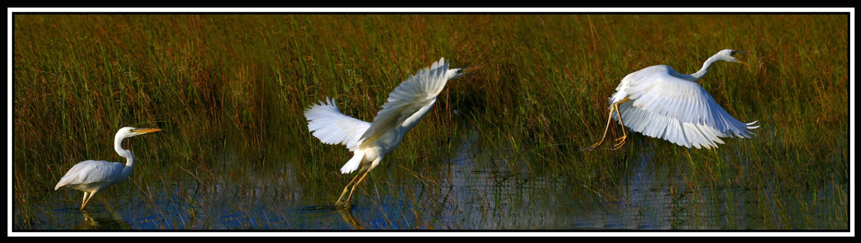 White Heron takes flight...