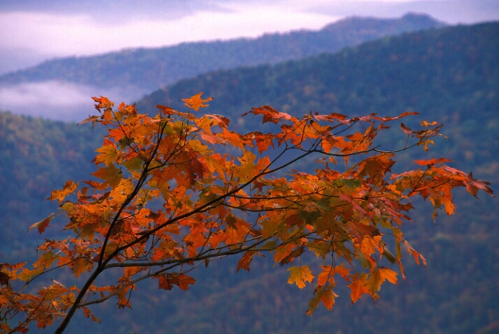Maple leaves and mountains