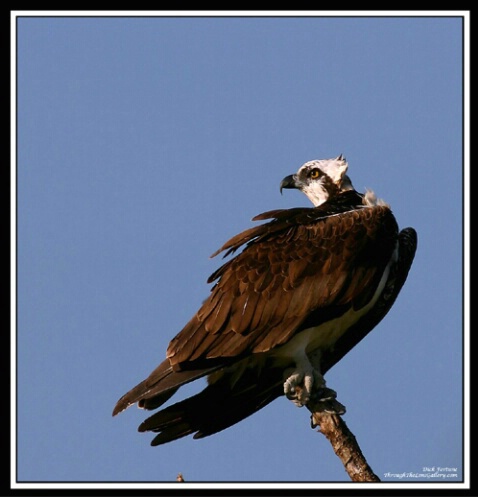 Osprey perched and on the lookout...