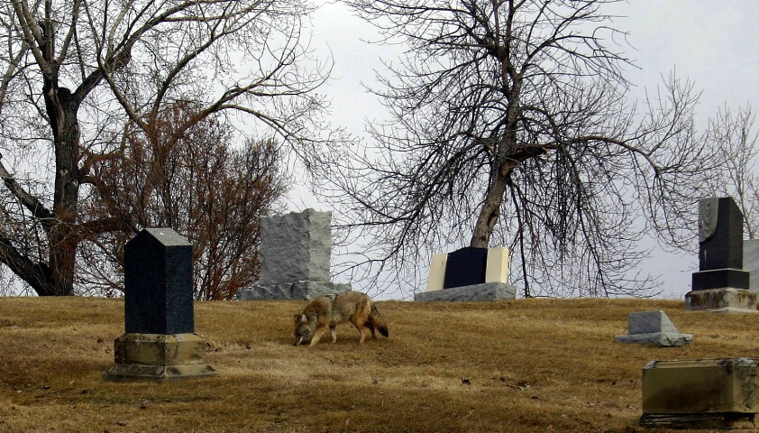 Coyotes 