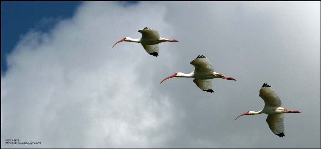 Ibis in formation...