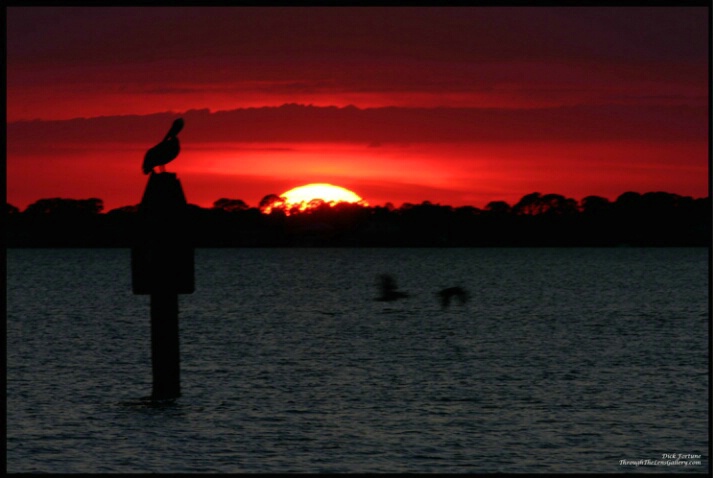 Pelican & Gulls sunset