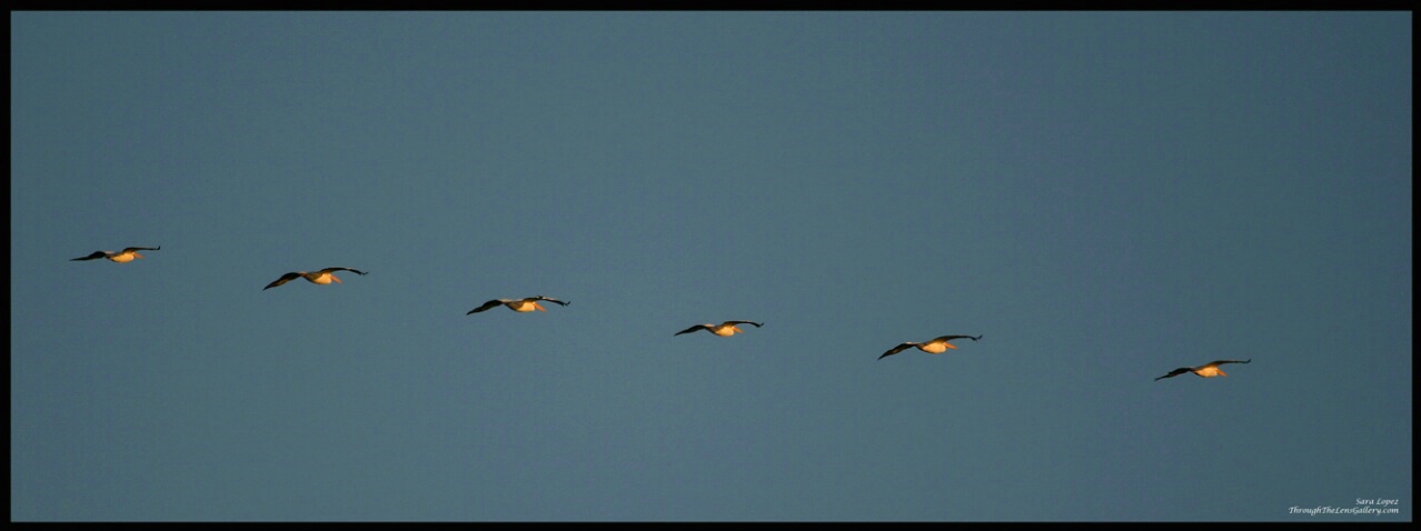 Pelicans in formation...