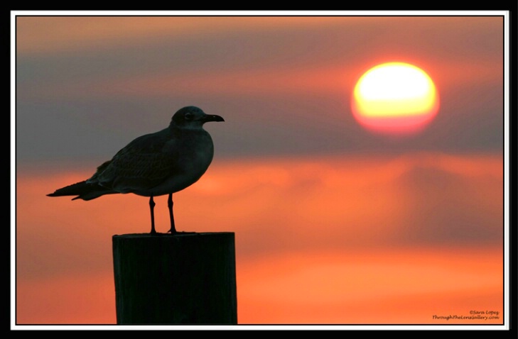 Gull sunset